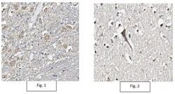 MilliporeSigma Mouse anti-NTR1, Clone: 8F11.1, 100 &mu;g | Buy Online | MilliporeSigma&trade; | Fisher Scientific